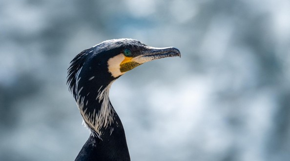 Нежелательный сосед: как большого баклана выживают с берегов Байкала ...
