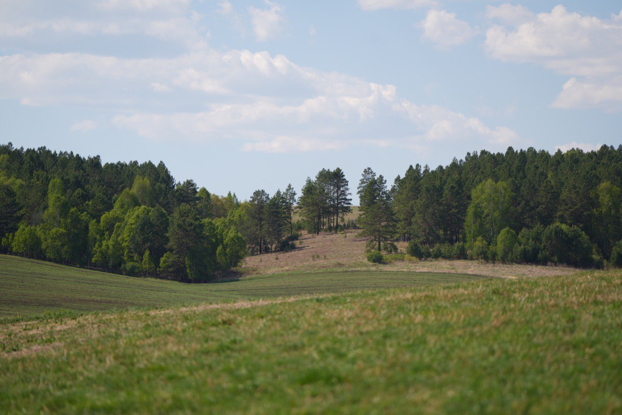 лес