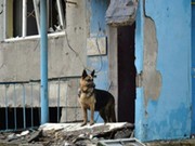 Иркутский питомник К-9 поедет на Донбасс спасать брошенных животных
