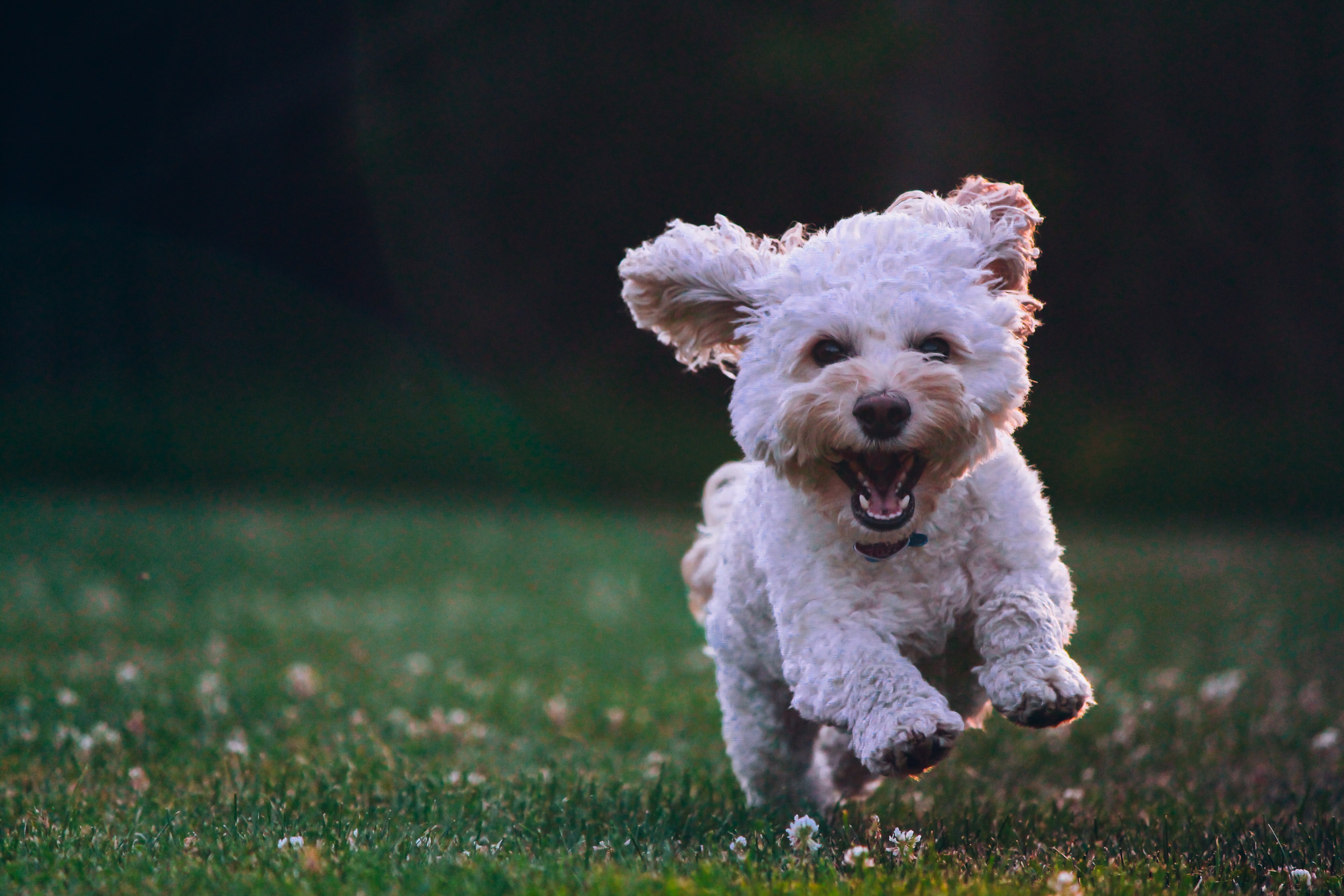 Счастье Happy