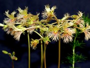 Выставка редких и исчезающих растений "Спасённые редкости" открылась в Ботаническом саду ИГУ