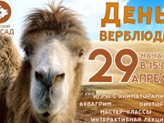 День верблюда в Иркутске