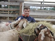 Студент ВГИКа решил разводить коз под Иркутском