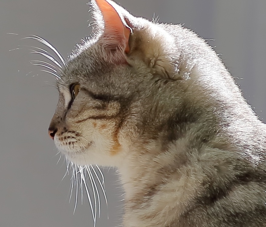 котики