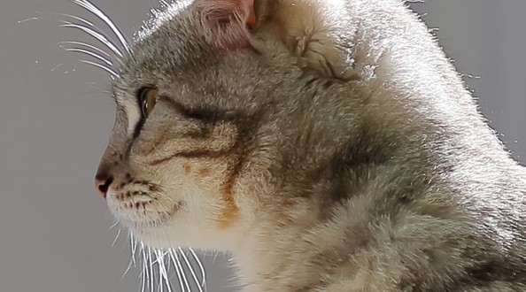 котики
