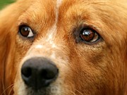 Конкурс субсидий на создание приютов для собак в Иркутской области завершится 13 апреля