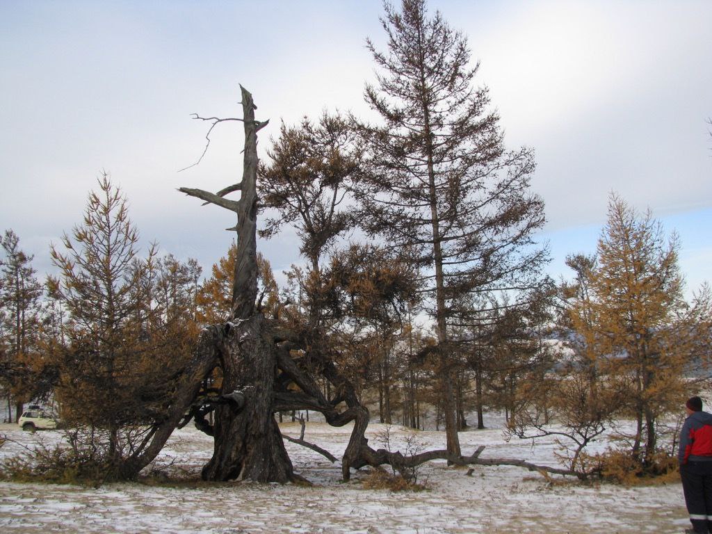 Деревья иркутска названия и фото