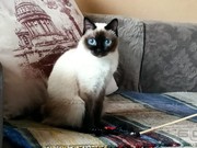 Кошка Ляля из Братска очаровала соцсети