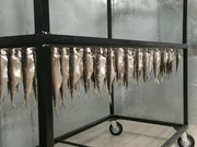 Первый рыбный комплекс открыли в Тулуне