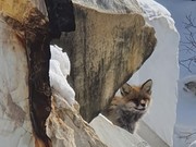 Байкальские лисы стали героями соцсетей