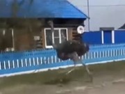 В Красноярском крае на видео попал убегающий от огня страус