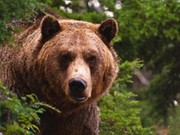 В населенные пункты Братского района выходят медведи