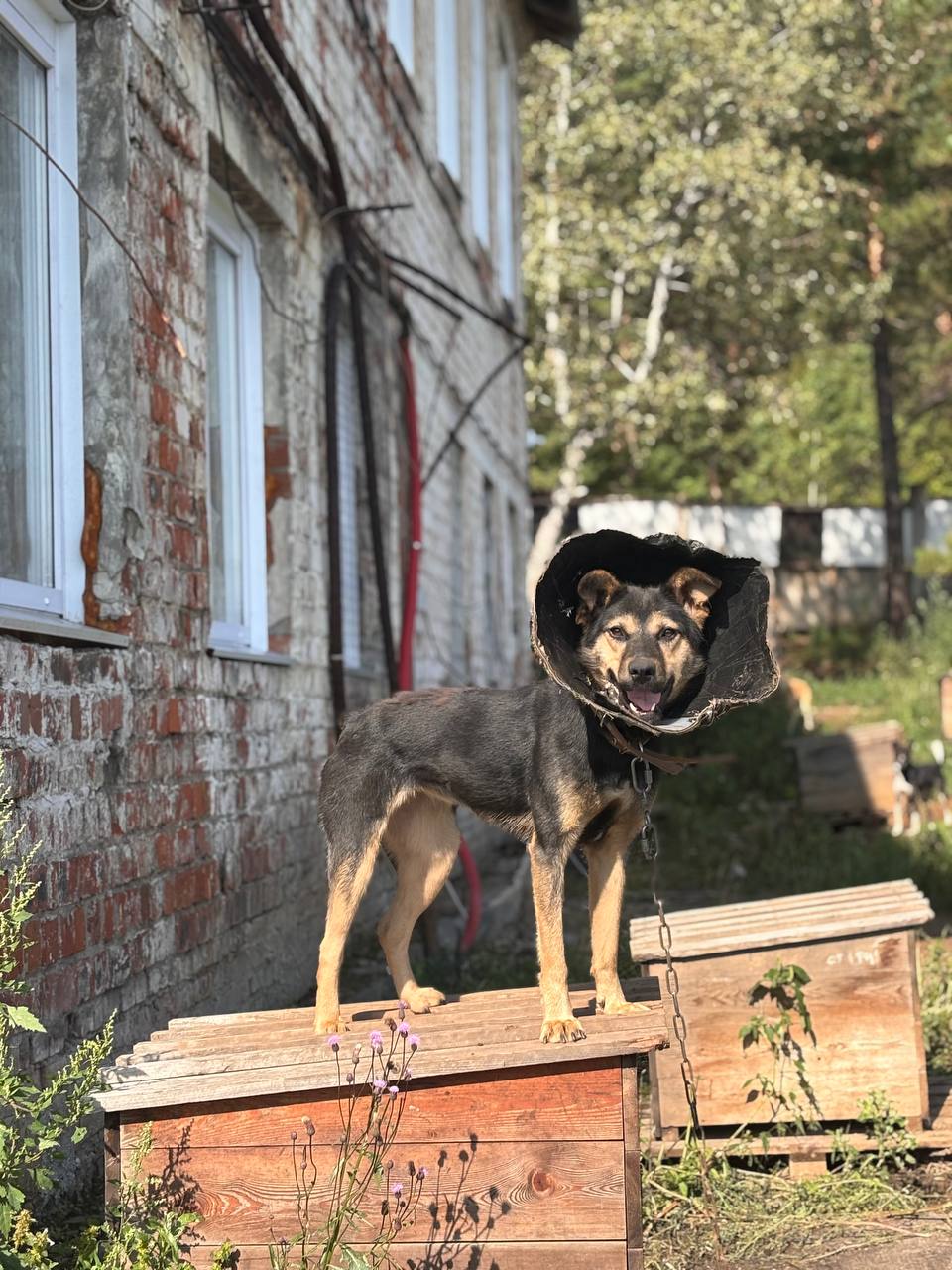 соб