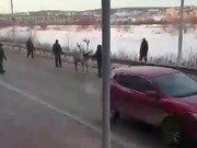 Северный олень сбежал из иркутского зоопарка