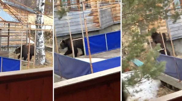 Порт Байкал посетил молодой медведь 