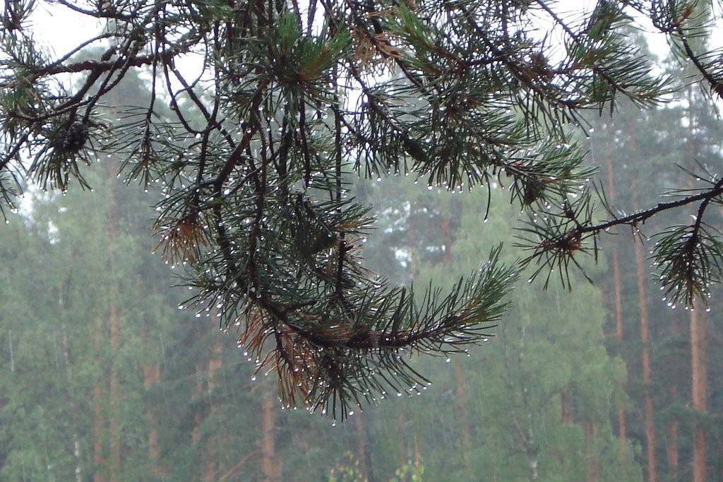 лес