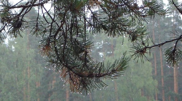 лес