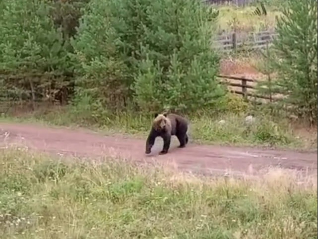 медведь