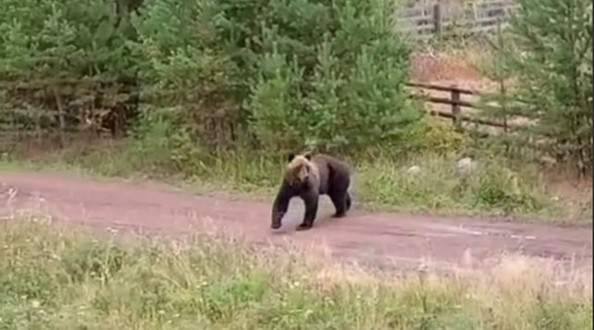 медведь