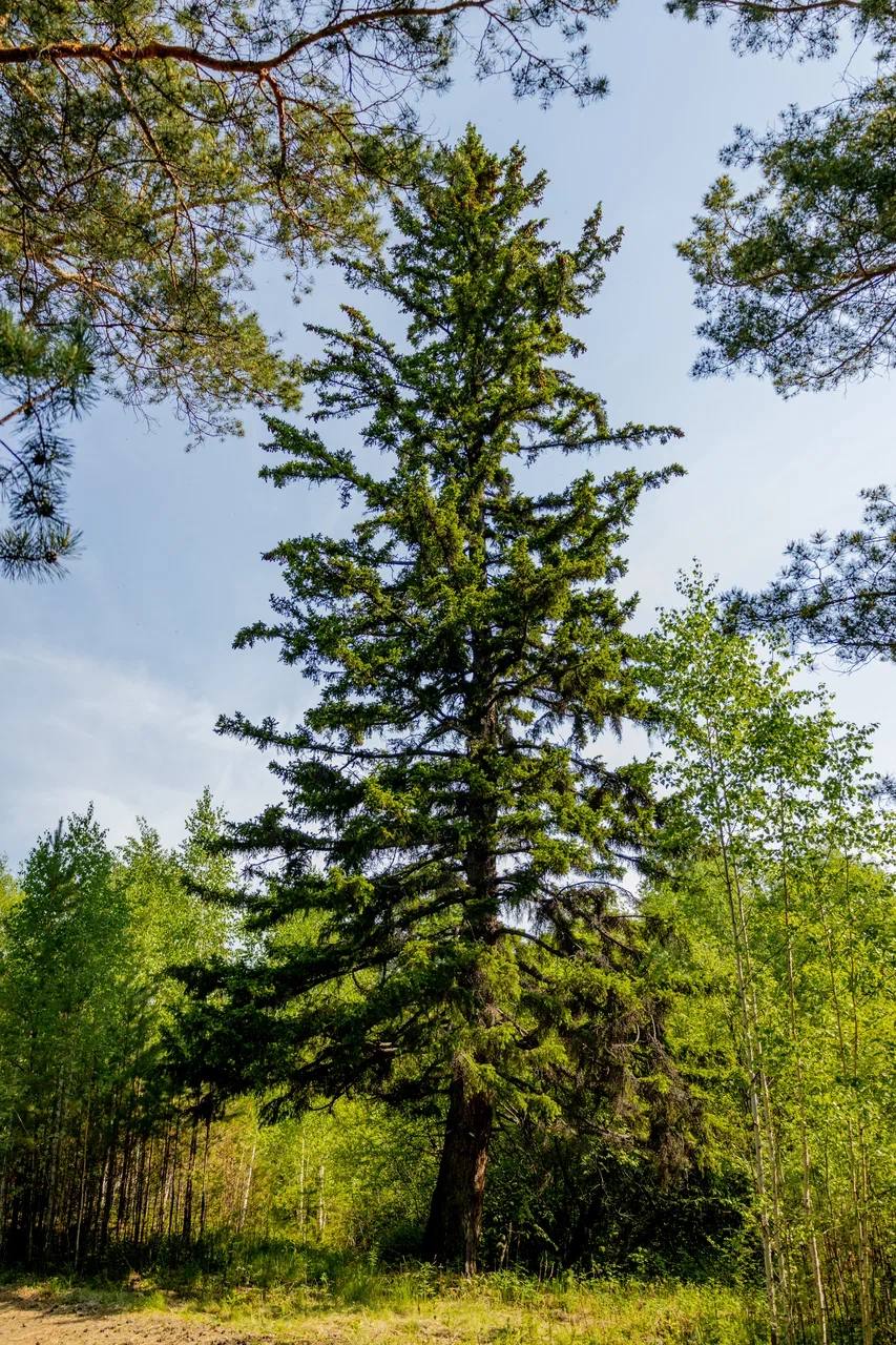 хо