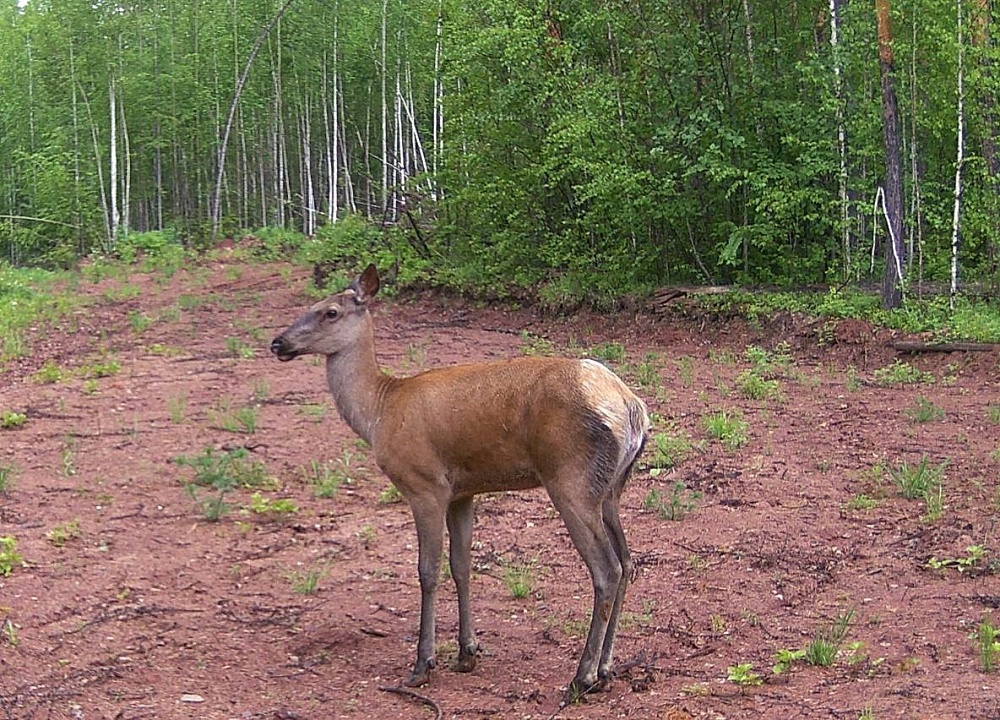 лось