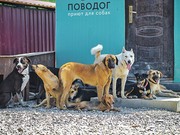 Приют для бездомных собак откроют в Иркутске