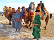 Фестиваль верблюдов пройдет в Монголии 
