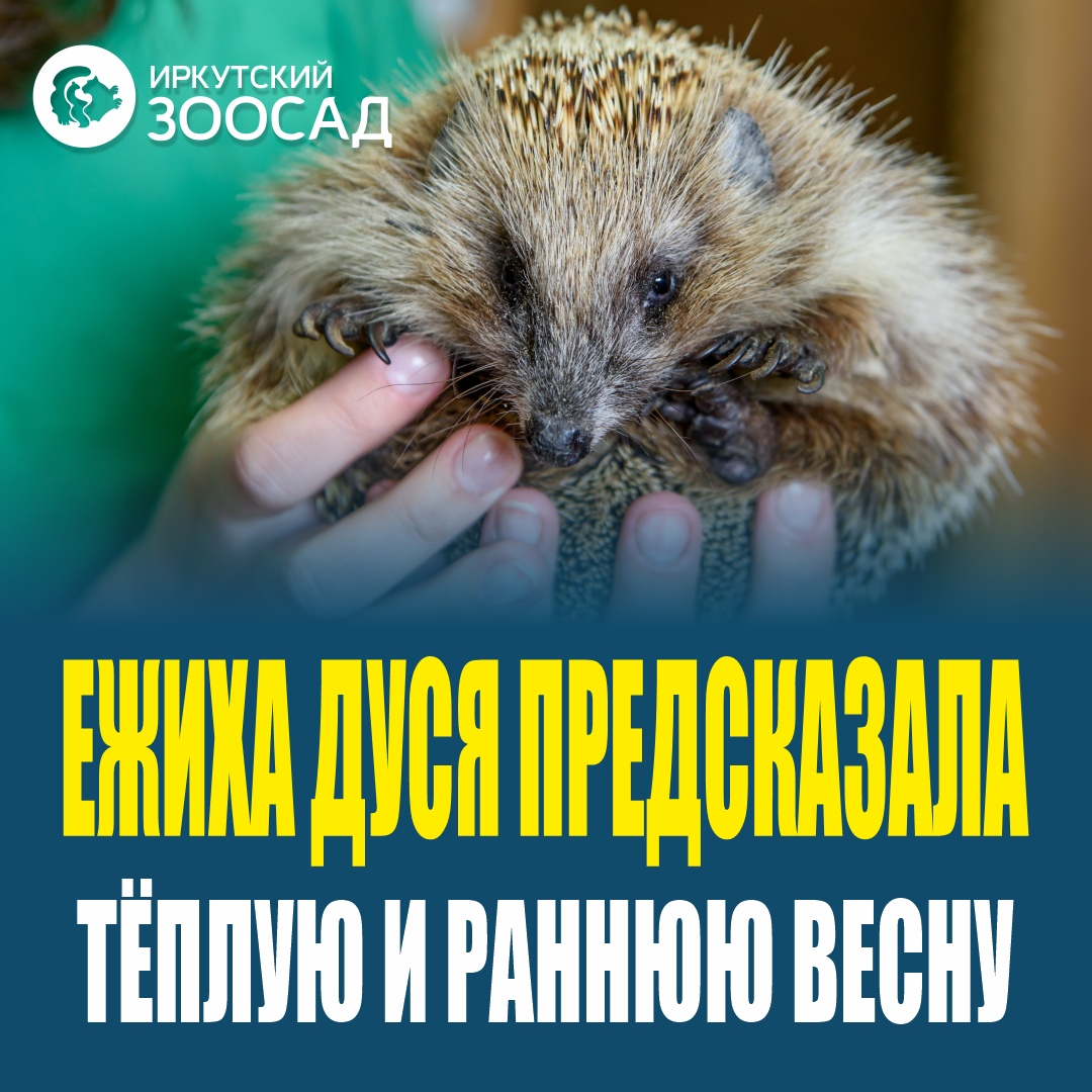 Ежиха Дуся предсказала раннюю весну в Иркутске | Глагол. Иркутское обозрение