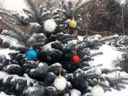 Ботанический сад приглашает иркутян в новогодние каникулы