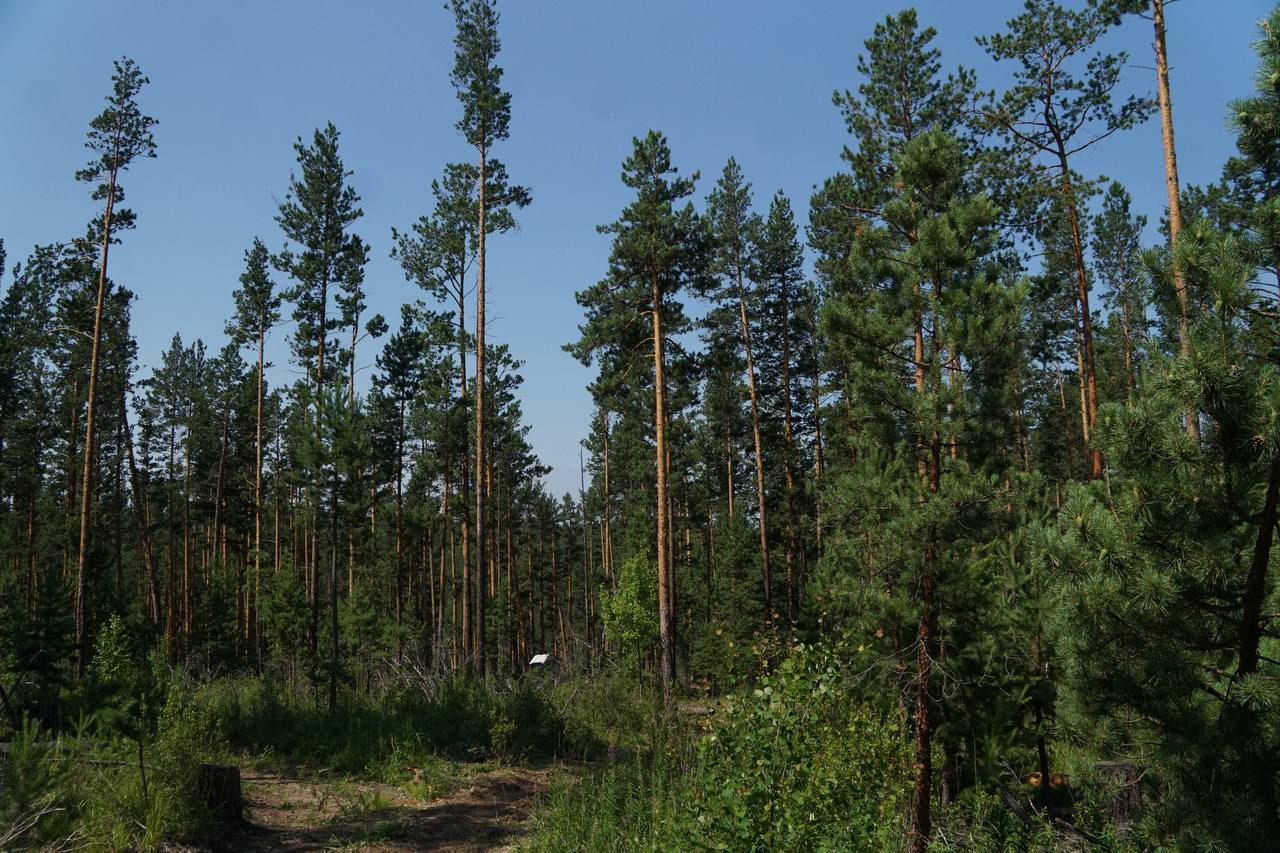 лес