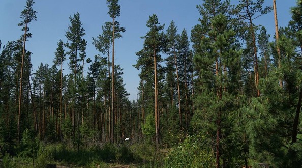 лес