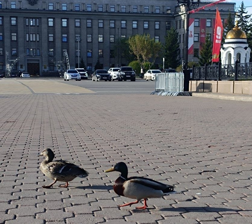 утки