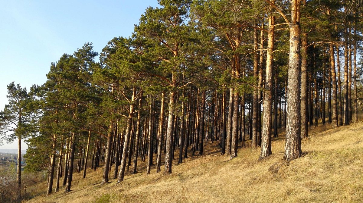 Кайская роща - единственный в Иркутске массив реликтовых лесов