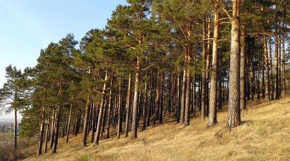 Кайская роща - единственный в Иркутске массив реликтовых лесов