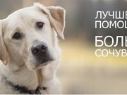 Иркутские власти предоставят гранты НКО на создание приютов для бездомных животных