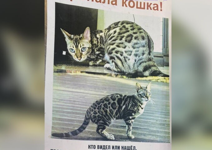 кот