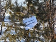 Хвойные деревья в Иркутске обрабатывают химикатами для защиты от вырубок