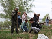 Иркутские активисты высадили пять тысяч сосен